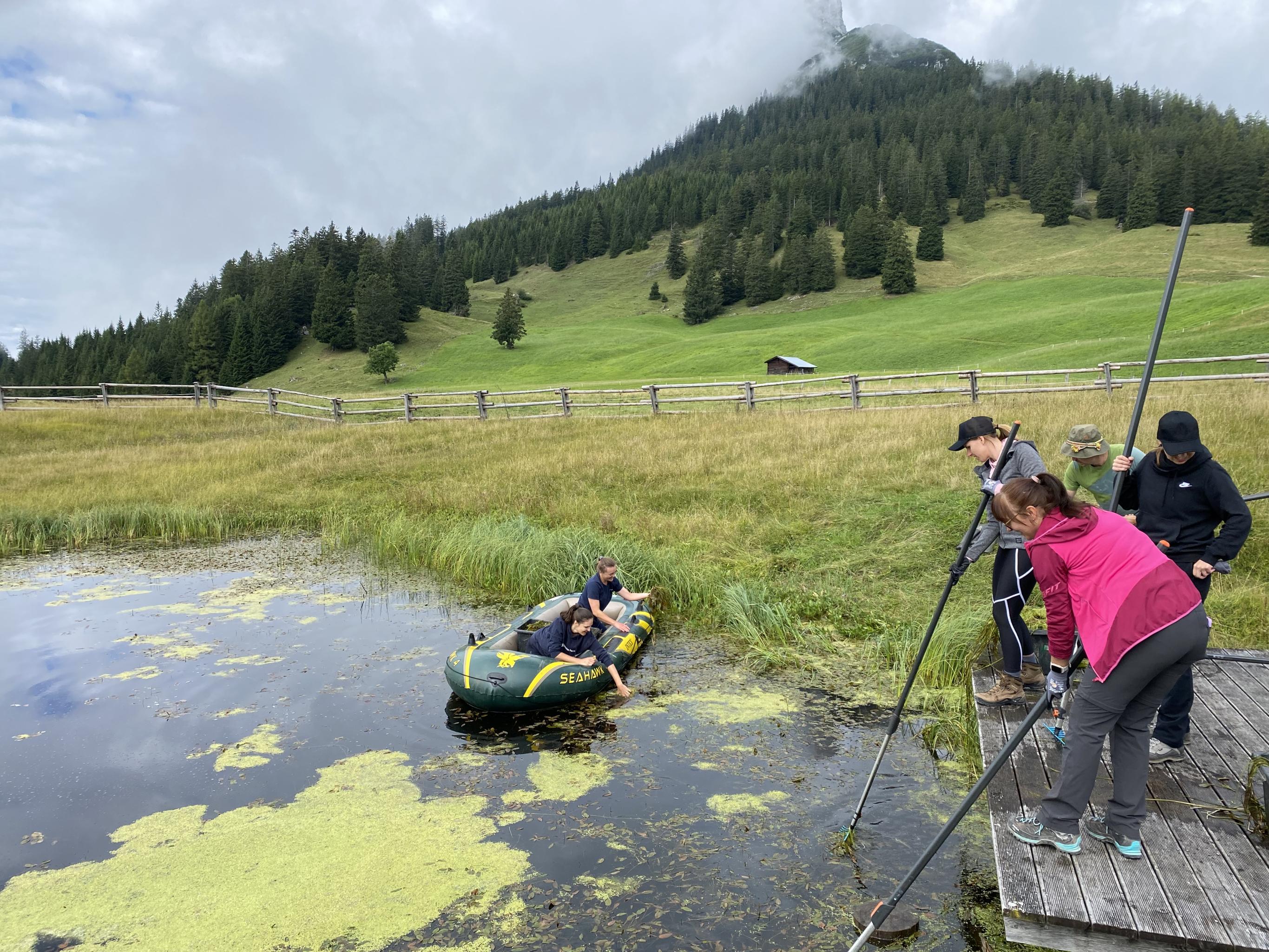 Entwerfen von Wasserlilien und Knöterich am Ufer und im Wasser