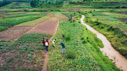 Rwanda bamboo river restoration project