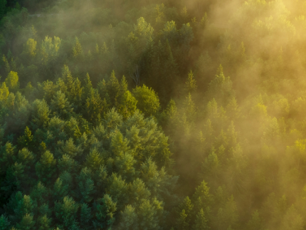 forest sunset