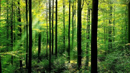 Wald_63516847.jpg