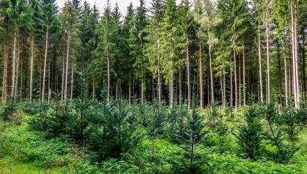 carbonoffset_forest-new-growth-hero.jpg