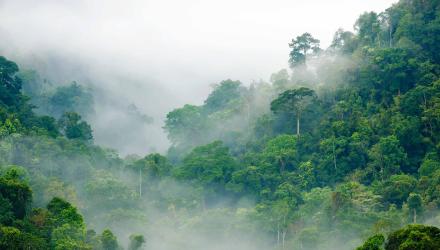 tropical-forest-mist-sustainability.jpg