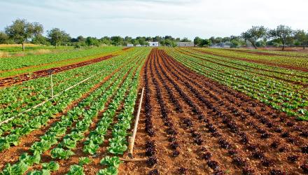 lettuce-field-gf1d7314d0_1920.jpg