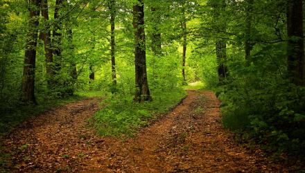 path-g7b1a82dd3_1920_0.jpg