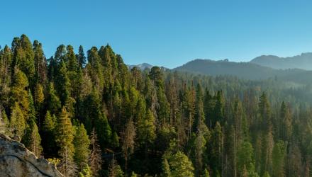 california-sequoia-national-park.jpg