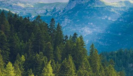 Landschaft_B%C3%A4ume.jpg