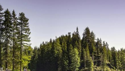 Heroimage_Wald4Leben.jpg