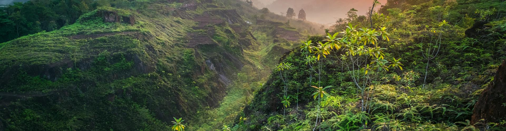 Stellungnahme von ClimatePartner zur Kritik in der Wirtschaftswoche Regenwald mit Sonne