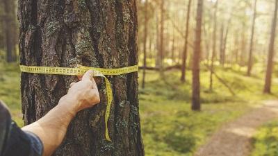 measuring a tree