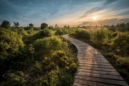 path through green landscpae