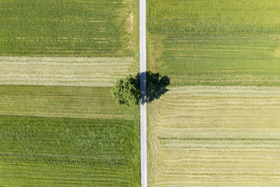 Luftaufnahme von Wiesen, die in der Mitte senkrecht durch einen Feldweg geteilt sind. Zentral im Bild steht am Wegesrand ein Baum