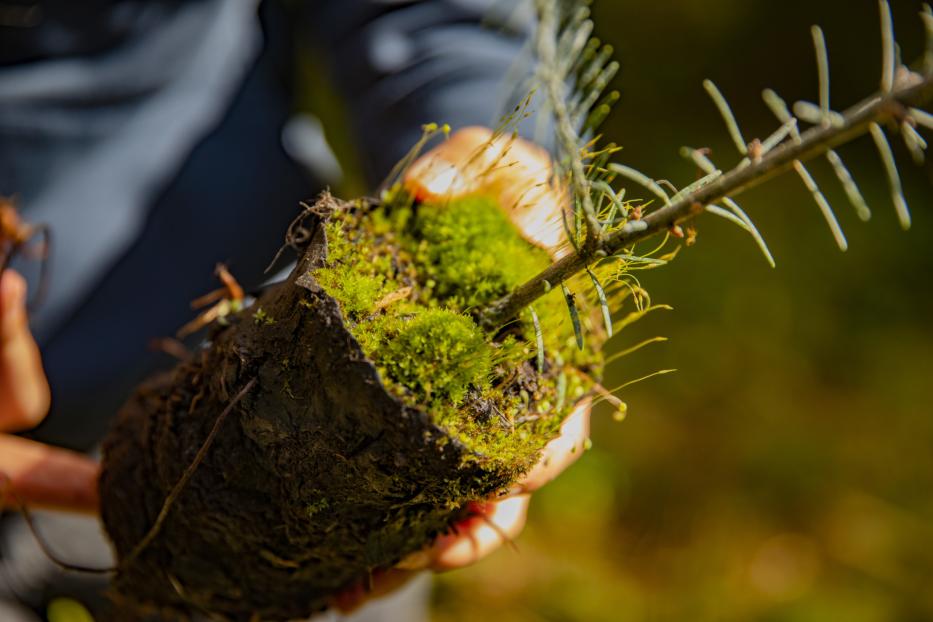 Person hält Baumsetzling im Wald